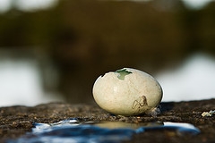 hatching eggs